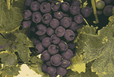 SA wines wines