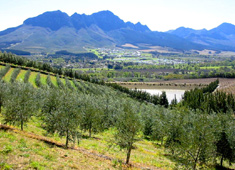 Morgenster Estate 