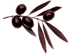 SA olive oil can compare with the best from Spain, Italy and Greece 