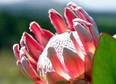 The red king Madiba protea, named after Nelson Mandela 