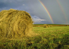 Farm in the Free State 
