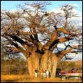 Sizing up Africa's Baobab tree: Mapungubwe National Park