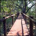 Tree top boardwalk: Mapungubwe National Park