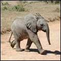 Elephant calf: Addo Elephant National Park