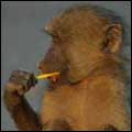 Young baboon: Kruger National Park