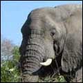 African Elephant: Kruger National Park
