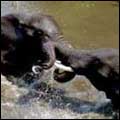 African Elephants: Kruger National Park
