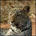 Leopard: Kruger National Park