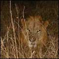 Lion at night: Kruger National Park