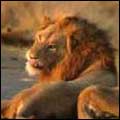 Lions: Kruger National Park