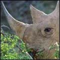 Black Rhino: Lapalala Wilderness, Limpopo