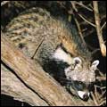 African Civet: Mpumalanga