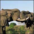 Elephant bulls greeting: Sabi Sabi Private Game Reserve