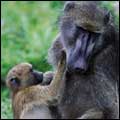 Baboon with baby: Kruger National Park