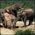 Elephants: Addo Elephant National Park