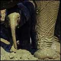 Elephants with young: Addo Elephant National Park