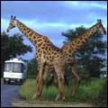 Tour bus and giraffes: Kruger National Park 