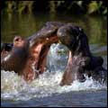 Fighting Hippos: Mala Mala, Mpumalanga 