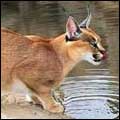 Caracal: Augrabies National Park