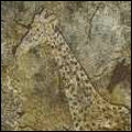 Rock painting of giraffe, from Zimbabwe