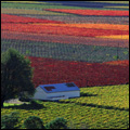Vineyards