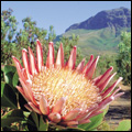 King Protea