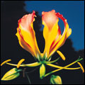 Flame Lily