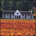 Autumn colours on a wine farm in the Hex River Valley of the Western Cape