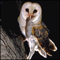 Barn owl