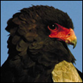 A bateleur eagle in the Kgalagadi Transfrontier Park, Northern Cape