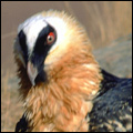 Bearded vultures in the Drakensberg, KwaZulu-Natal
