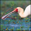 African spoonbill