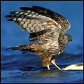 African marsh harrier