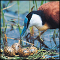 African jacana