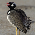 Black korhaan