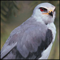 Black-shouldered kite