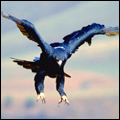 Black eagle
