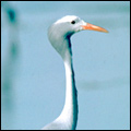 Blue crane