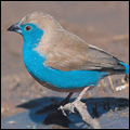 Blue waxbill