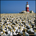 Cape Gannets on Bird Island