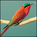 Carmine bee eaters
