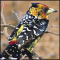 Crested barbet