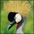 Crowned crane