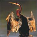 Darter drying its wings