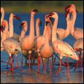Flamingos
