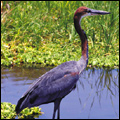 Goliath heron