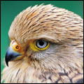Greater kestrel