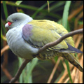 Green pigeon