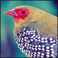 Green twinspot