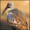 Hadeda ibis